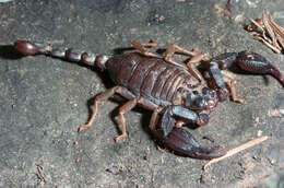 Image of scorpions