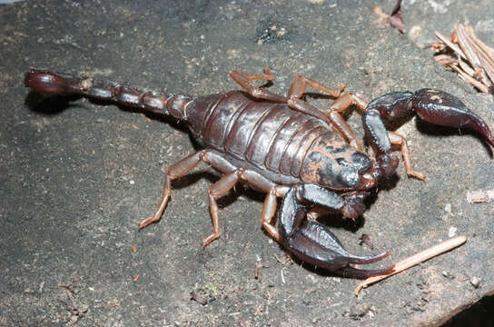 Image of scorpions