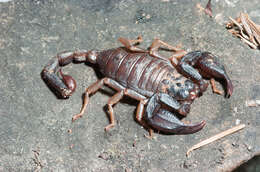 Image of scorpions