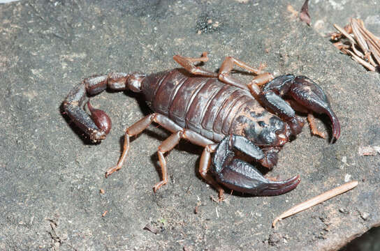 Image of scorpions