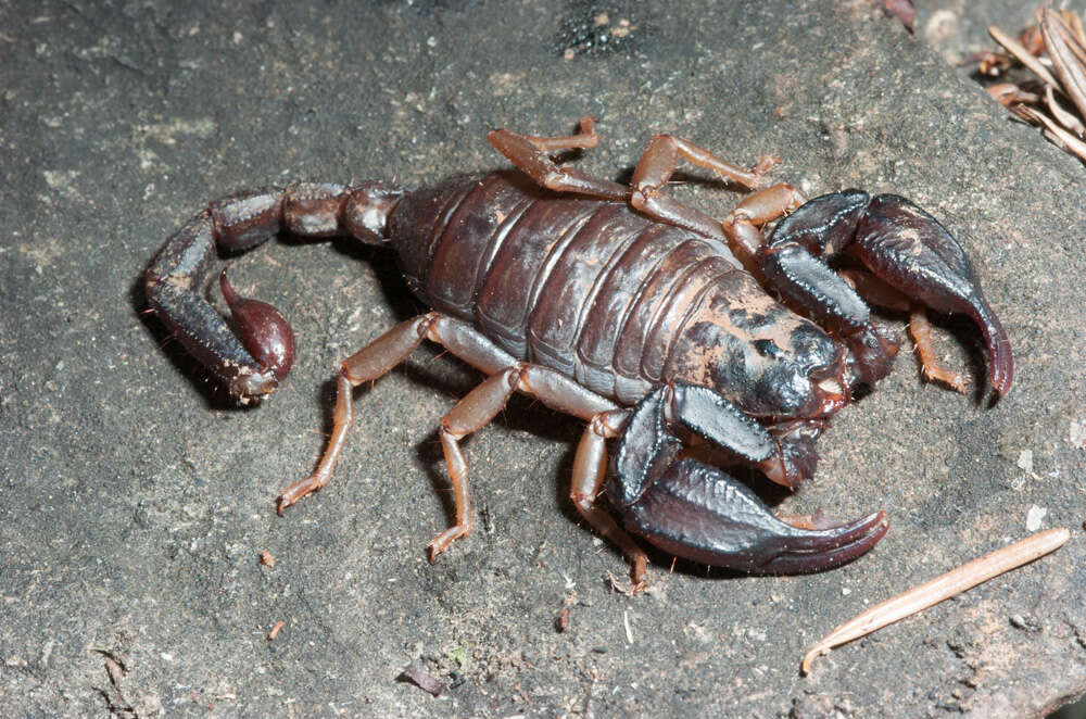 Image of scorpions