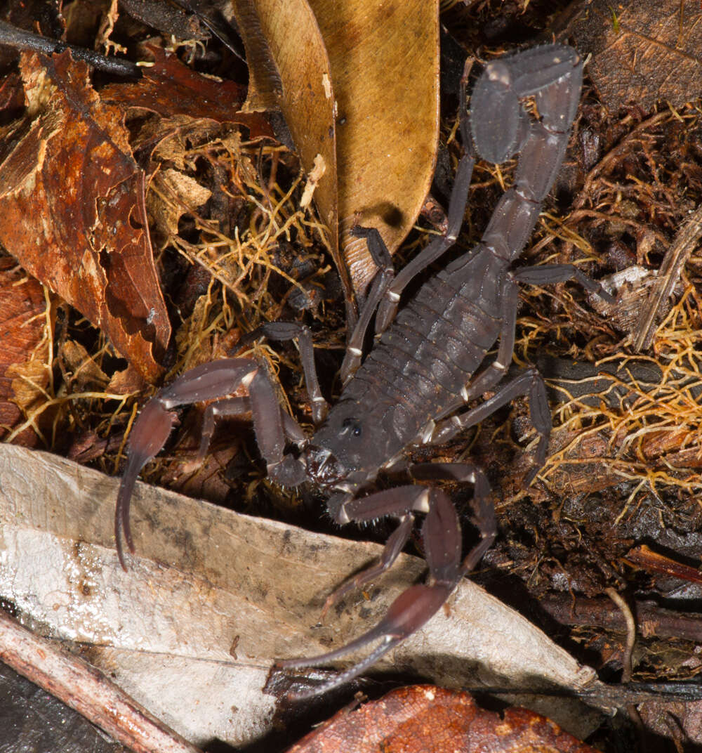 Image of Tityus obscurus (Gervais 1843)