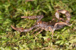 Image of scorpions