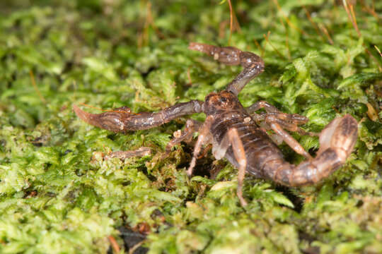 Image of scorpions