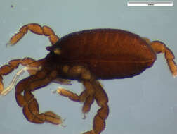 Image of <i>Parogovia sironoides</i>