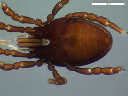 Image of <i>Parogovia sironoides</i>