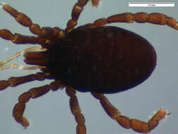 Image of <i>Parogovia sironoides</i>