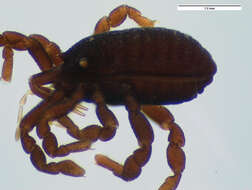 Image of <i>Parogovia sironoides</i>