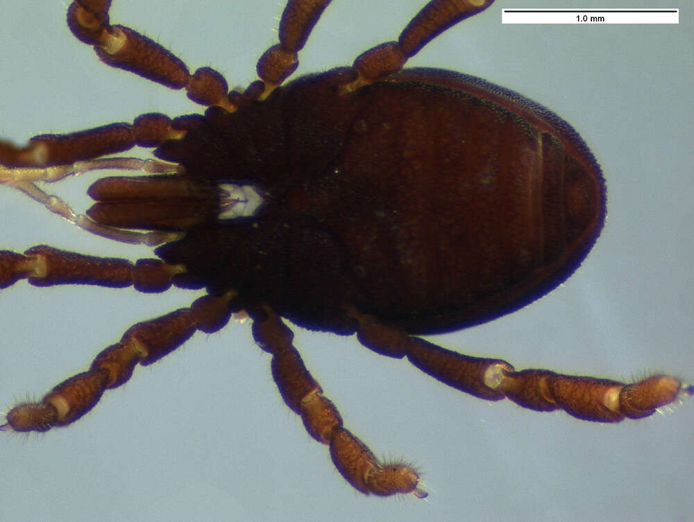 Image of <i>Parogovia sironoides</i>