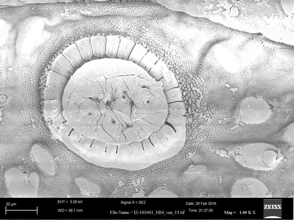 Image of <i>Parogovia sironoides</i>