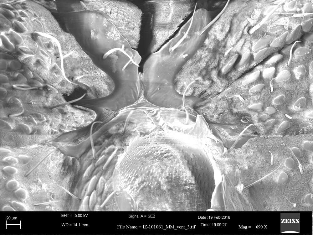 Image of <i>Parogovia sironoides</i>