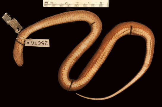 Image of Southern Triangle-spotted Snake