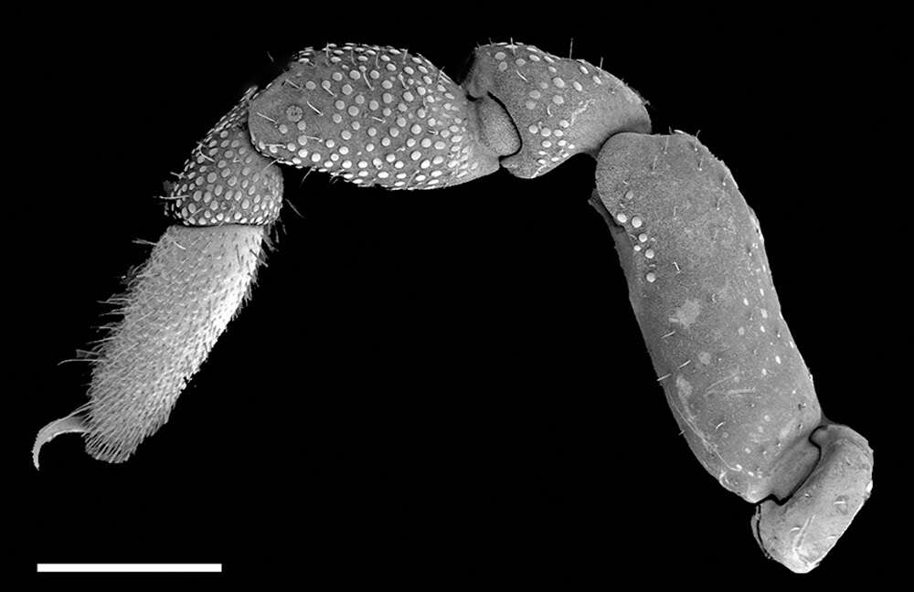 <i>Neogovea matawai</i> resmi