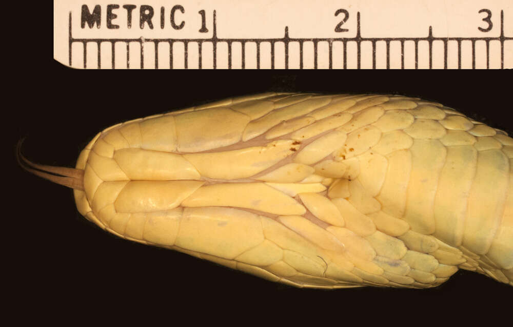 Imagem de Dendrelaphis pictus (Gmelin 1789)