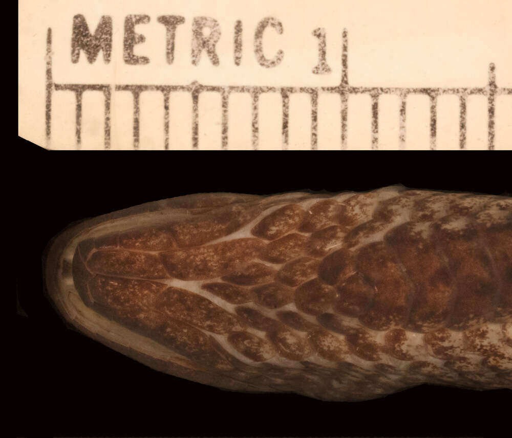 Image of Ialtris haetianus vaticinata (Schwartz 1970)