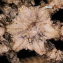 Image of Six-arm Brittle Star