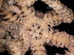 Image of Six-arm Brittle Star
