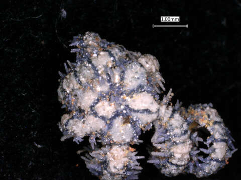 Image of Six-arm Brittle Star