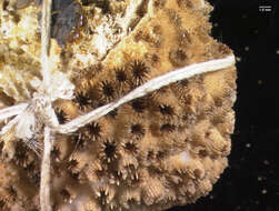 Image of lesser knob coral