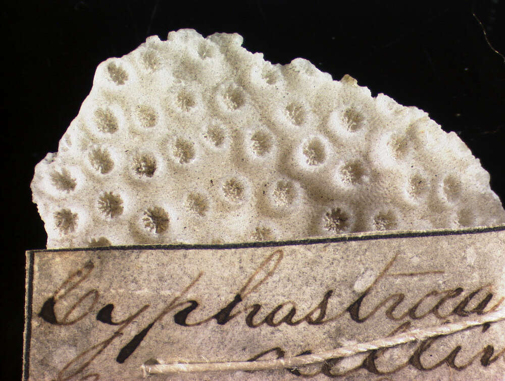 Plancia ëd Cyphastrea ocellina (Dana 1846)
