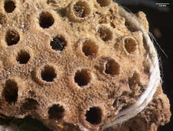 Image of lesser knob coral