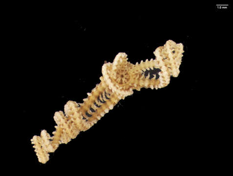 Image of Six-arm Brittle Star