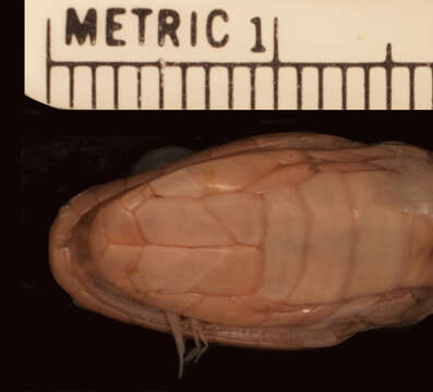 Image of Dasypeltis medici lamuensis Gans 1957