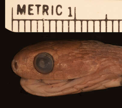 Image of Dasypeltis medici lamuensis Gans 1957