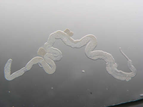 Image of Palaeonemertea