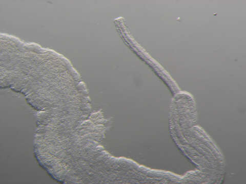 Image of Palaeonemertea