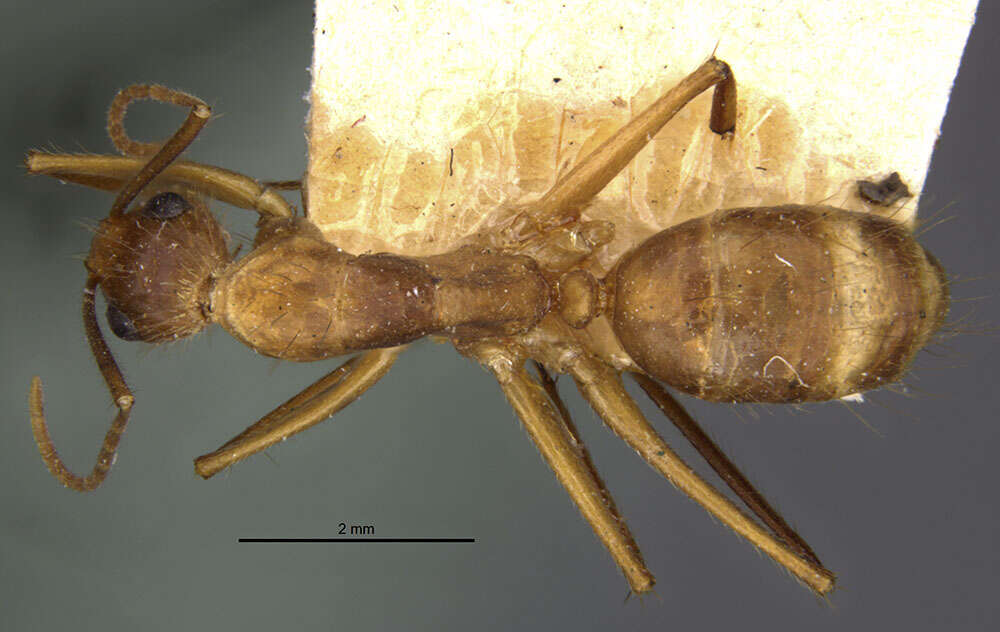 Plancia ëd Camponotus silvicola Forel 1902