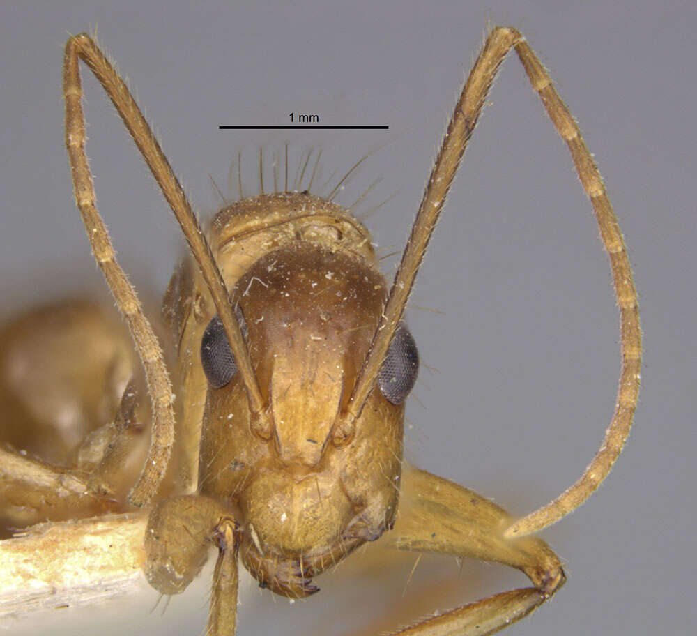 Plancia ëd Camponotus silvicola Forel 1902