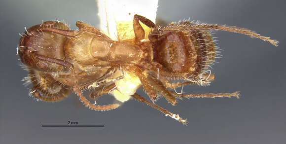 Camponotus sexguttatus montserratensis Wheeler 1923 resmi
