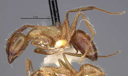 Image of Camponotus sexguttatus montserratensis Wheeler 1923