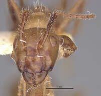 Image of Camponotus sexguttatus montserratensis Wheeler 1923
