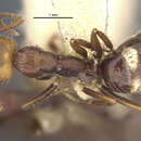 Image of Camponotus sexguttatus unitaeniatus Wheeler 1923