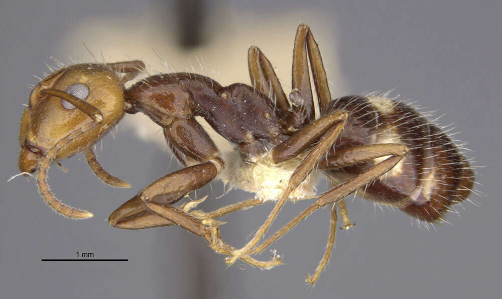 Image of Camponotus sexguttatus unitaeniatus Wheeler 1923