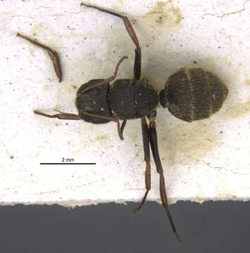 Image of Camponotus torrei Aguayo 1932