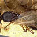 Image of Camponotus thraso nefasitensis Menozzi 1931