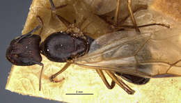 Imagem de Camponotus thraso nefasitensis Menozzi 1931