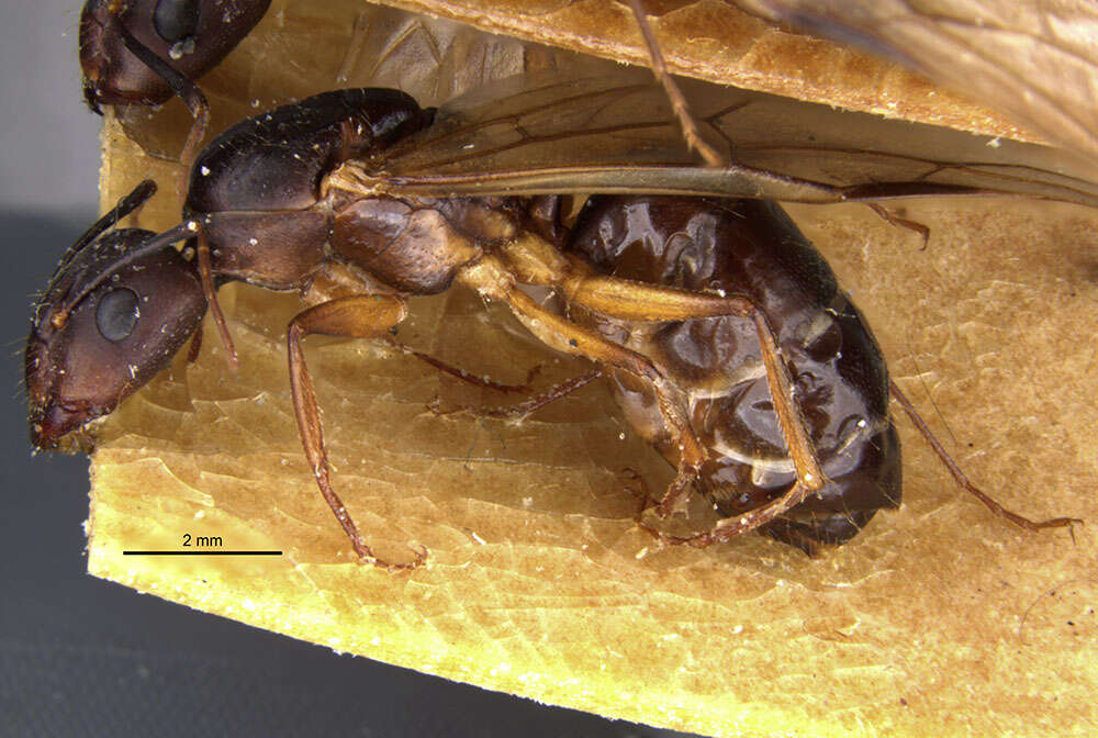 Imagem de Camponotus thraso nefasitensis Menozzi 1931