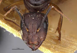 Imagem de Camponotus thraso nefasitensis Menozzi 1931