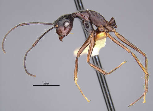 Image of <i>Camponotus traili</i>