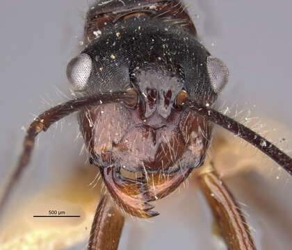 Image of <i>Camponotus traili</i>