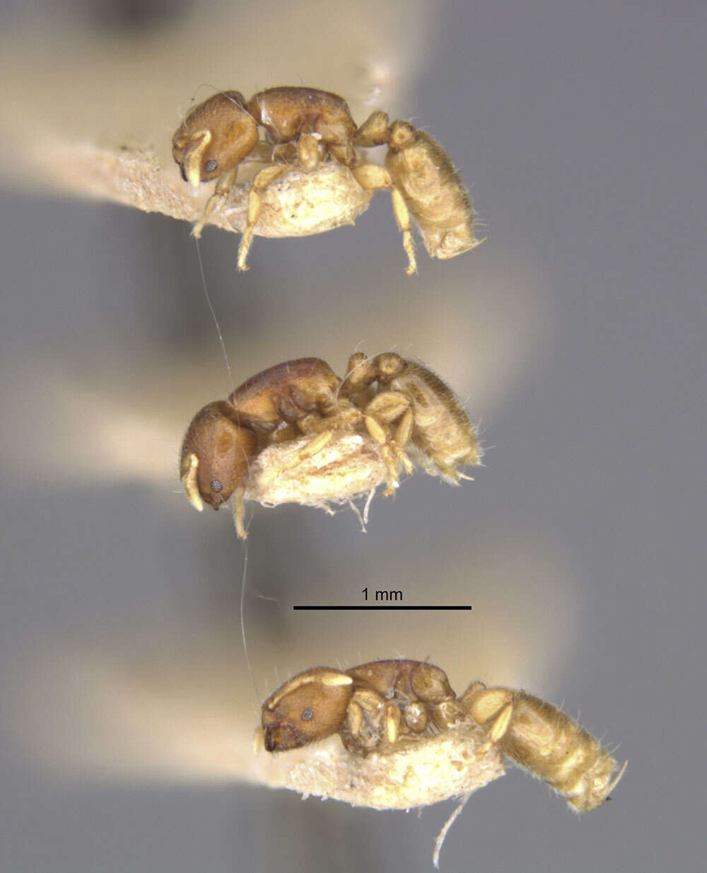 Image of Rhopalomastix rothneyi johorensis Wheeler 1929