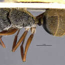 Image of Camponotus sphaericus rufipilis Aguayo 1932