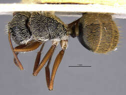 Image of Camponotus sphaericus rufipilis Aguayo 1932