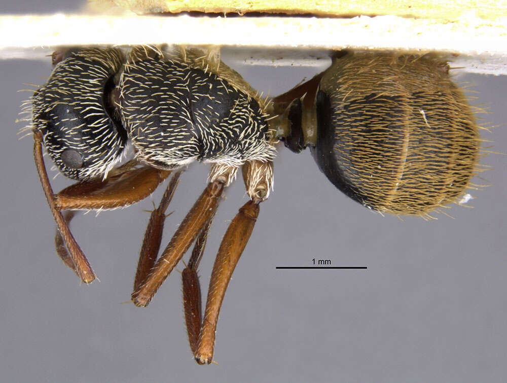 Image of Camponotus sphaericus rufipilis Aguayo 1932