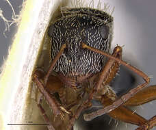 Image of Camponotus sphaericus rufipilis Aguayo 1932