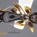 Image of Camponotus tricolor (Stitz 1912)